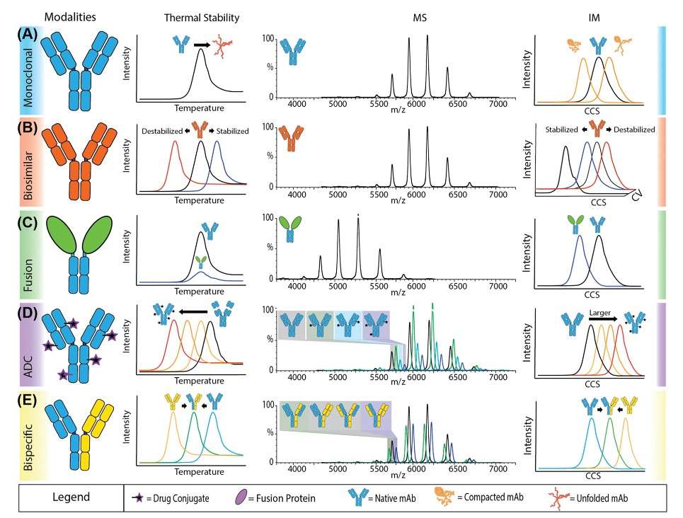 Protein aggregation analysis ensures the stability and efficacy of therapeutic proteins such as monoclonal antibodies.