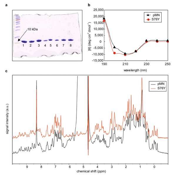 SDS-PAGE analysis of parent monellin (scMN) and its mutants, and comparison of far-UV spectra between scMN and the S76Y mutant in sodium phosphate buffer.