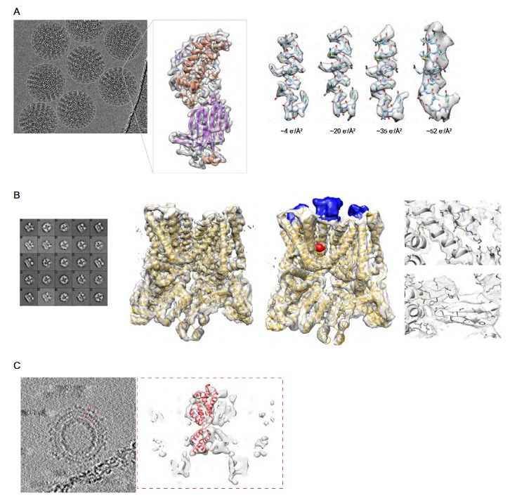 Study biological macromolecular structures with cryo-EM.