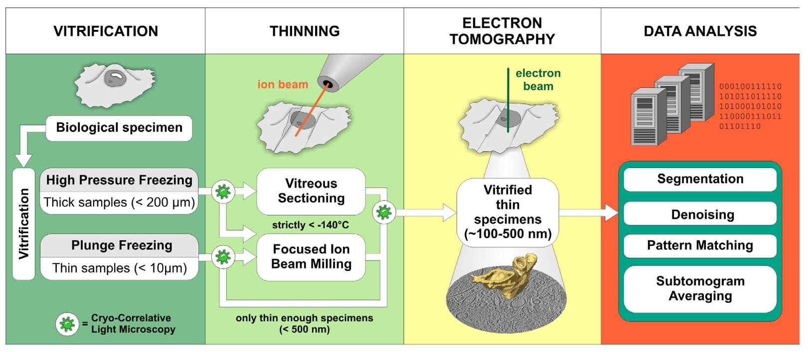 Procedure of cryo-ET: sample preparation, electron tomography, and data analysis.