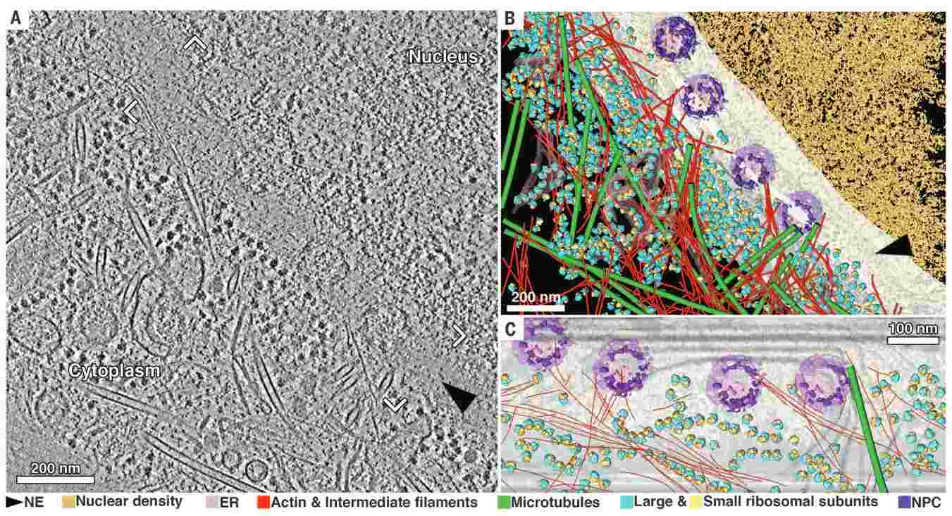 A cryo-ET view of the nuclear periphery of a HeLa cell.