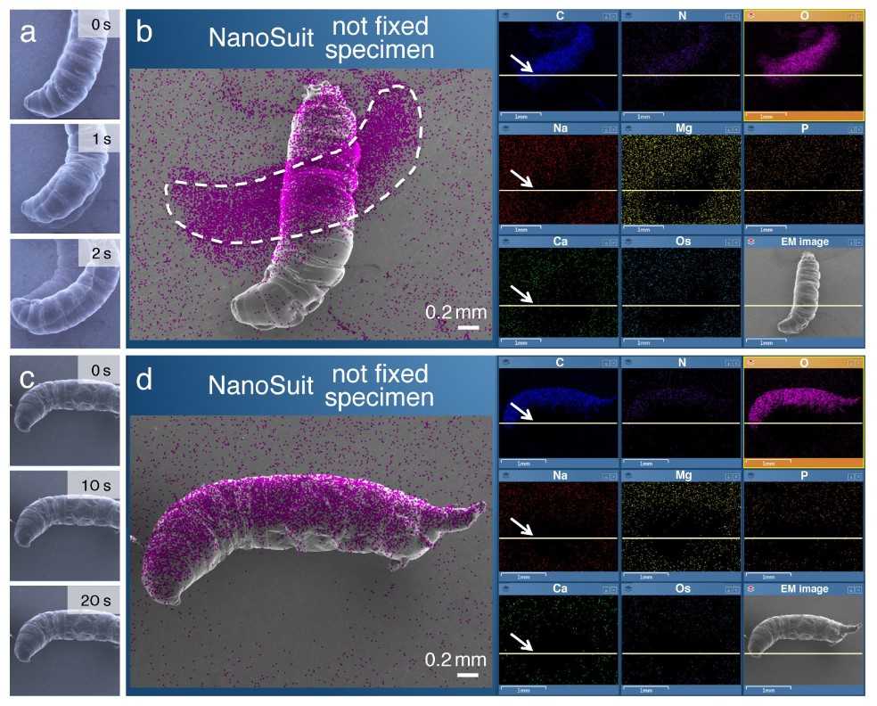 A study using EDS to analyze elements in biological samples.