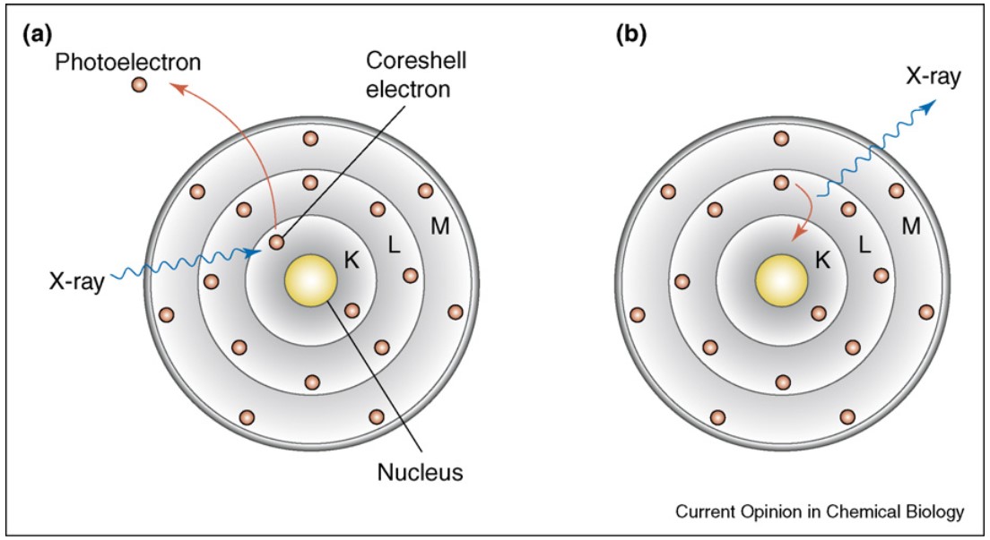 Bohr atom model showing X-ray fluorescence: X-rays eject a core electron, and the vacancy filled by a higher-shell electron emits a photon.