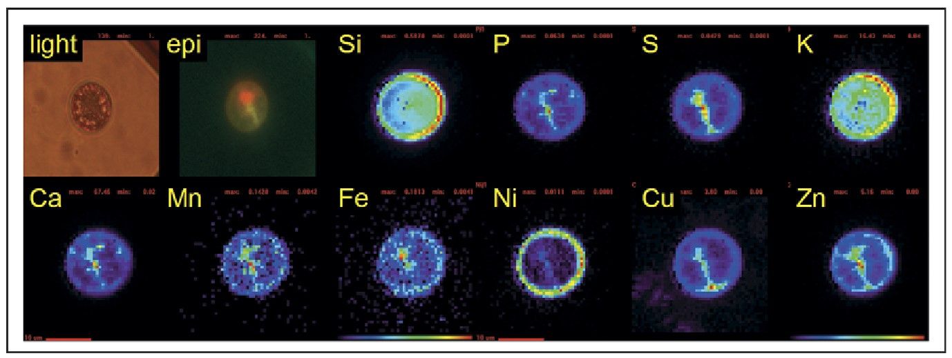 Micrographs and SXRF maps showing element distribution in a diatom.