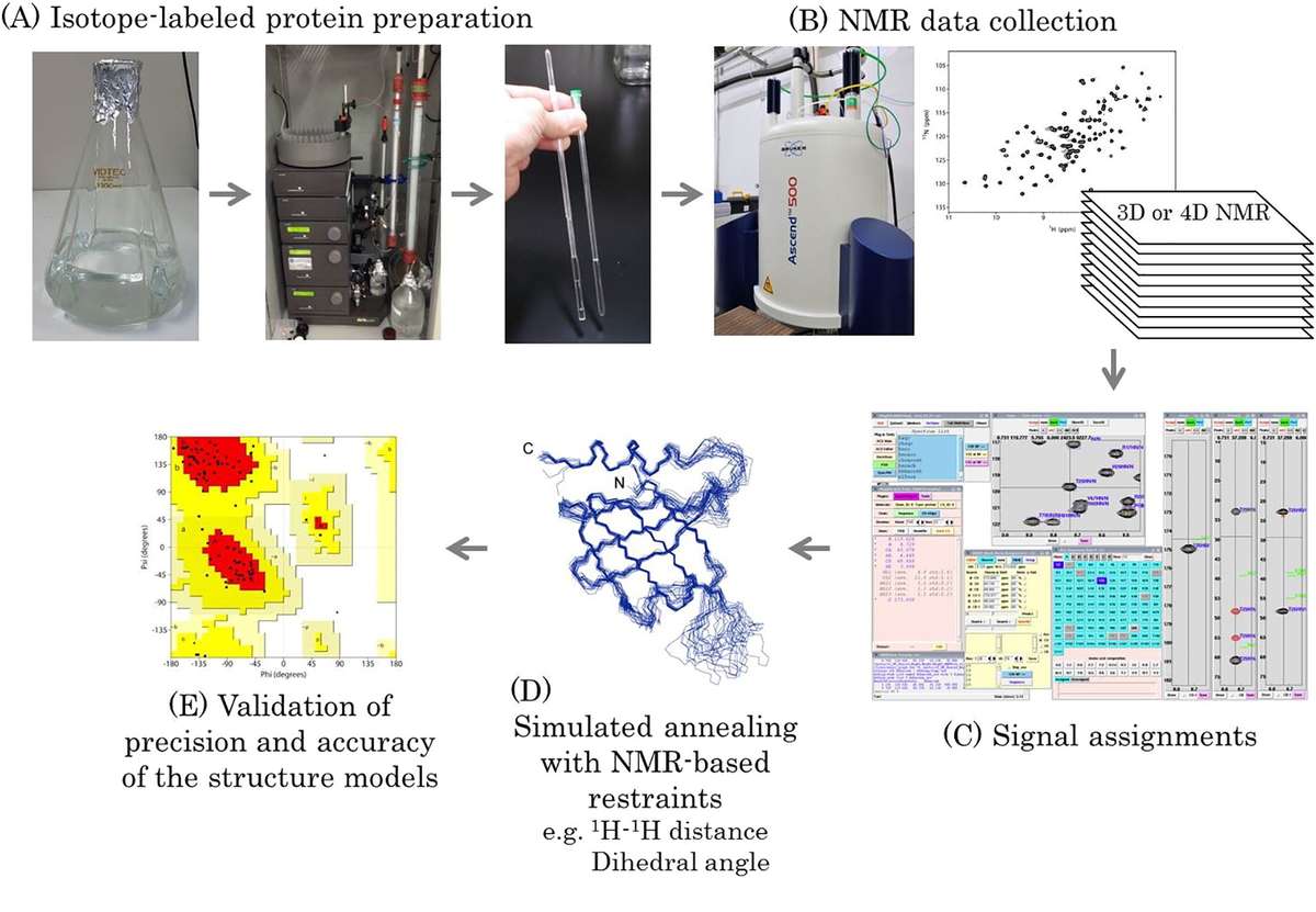 Workflow of protein structure determination using NMR spectroscopy: Preparation, data collection, signal assignments, stimulation and validation.