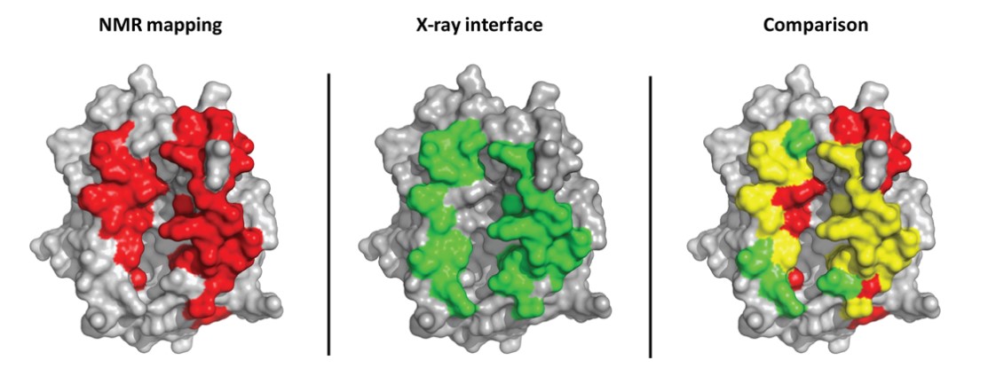 An example of the study of an intermolecular interface determined by NMR mapping and X-ray crystallography.