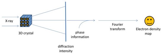 Scheme of the principle of X-ray crystallography.