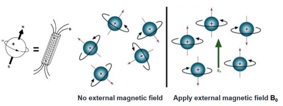 Nuclei rearrange in an external magnetic field.