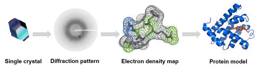 Process of single crystal X-ray diffraction: single crystal, diffraction pattern, electron density map, protein model.