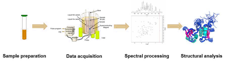 Process of NMR: sample preparation, data acquisition, spectral processing, structural analysis.