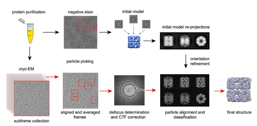 Process of single-particle analysis: sample vitrification, image acquisition, particle alignment, 3D reconstruction, model refinement.