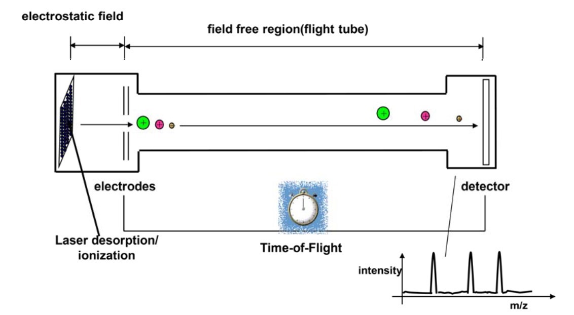 Diagram of a MALDI TOF instrument showing sample ionization by radiant energy, followed by mass analysis and detection.