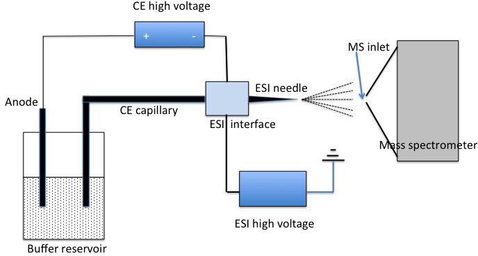 Diagram of capillary electrophoresis-mass spectrometry instruments.