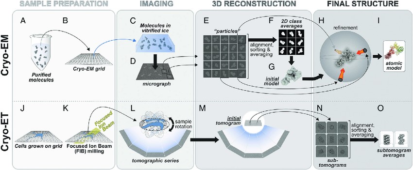 Cryo-EM and Cryo-ET techniques.