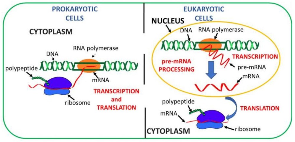 Overview of protein synthesis in prokaryotes and eukaryotes.