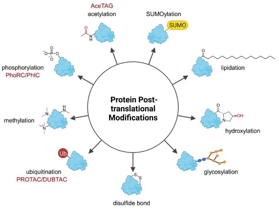 Common post-translational modifications in eukaryotes: phosphorylation, glycosylation, acetylation, methylation, and ubiquitination.