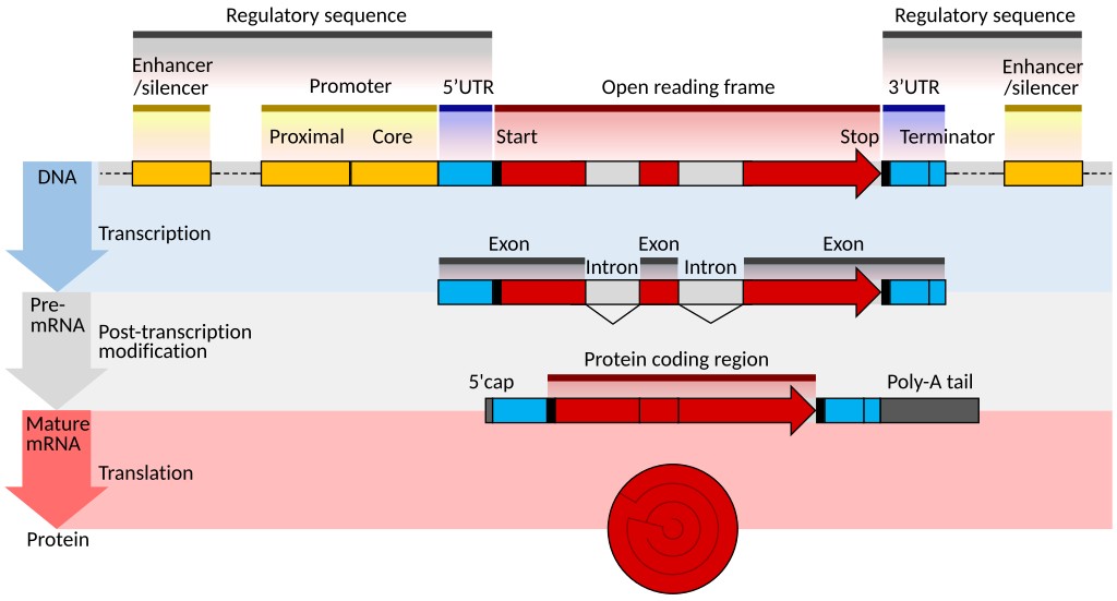 Eukaryotes undergo complex gene regulation during protein synthesis.