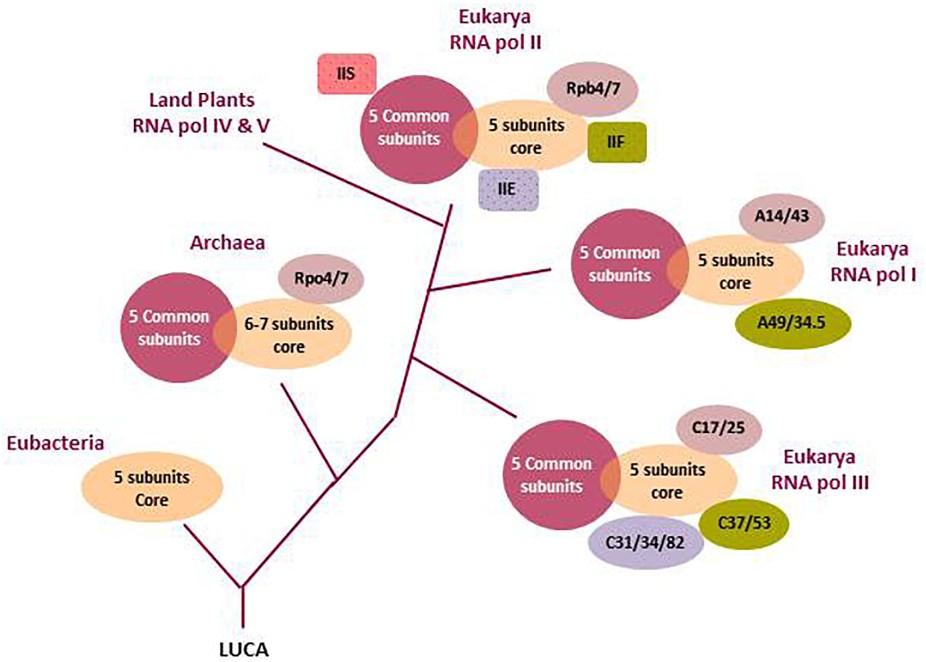 Evolutionary tree and nuclear eukaryotic RNA polymerases.