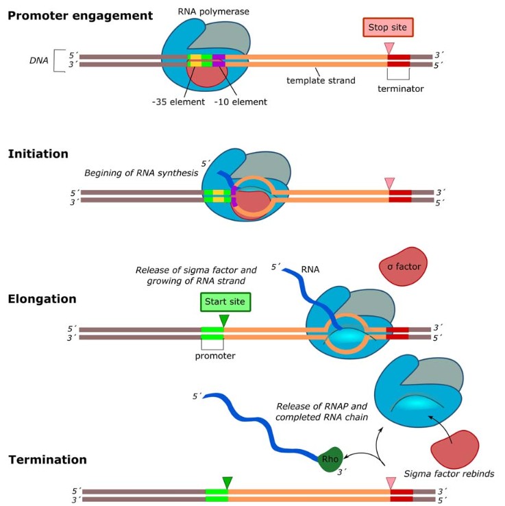 Transcription steps in prokaryotes: promoter binding, initiation, elongation and termination.