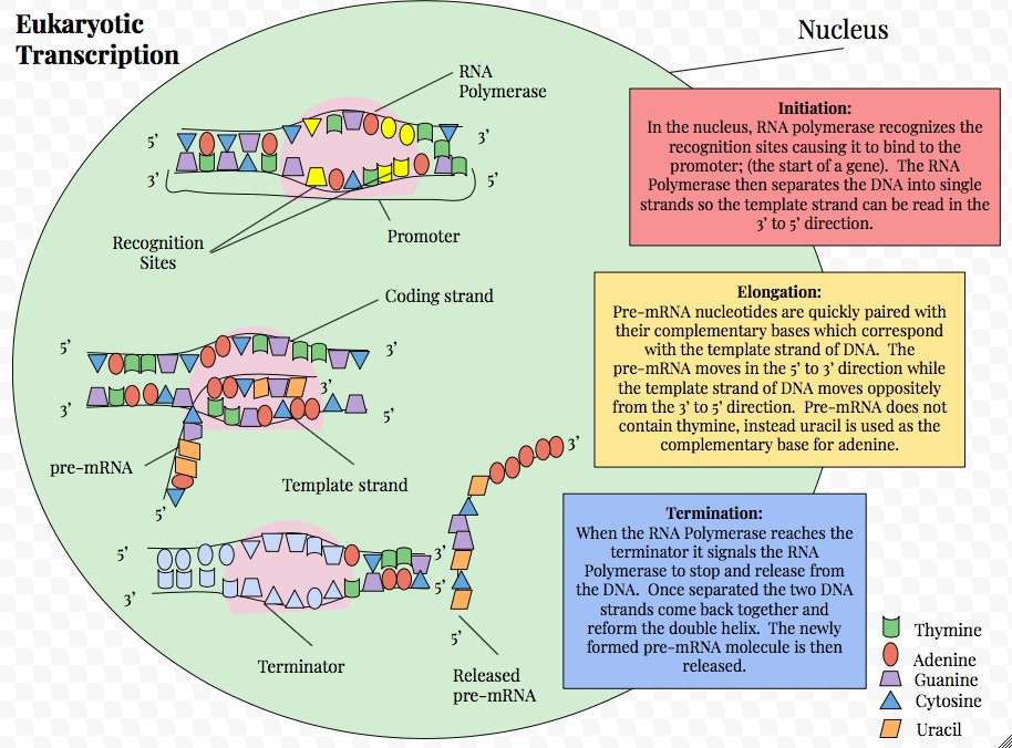 Transcription steps in eukaryotes: initiation, elongation, and termination.