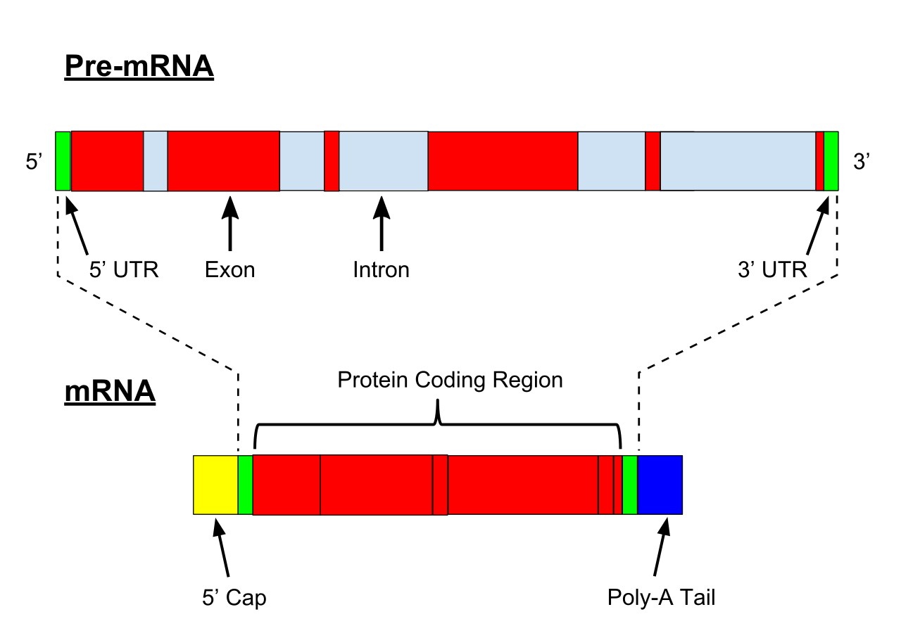 In eukaryotes, pre-mRNA is produced by transcription, and then mature mRNA is formed after modification.