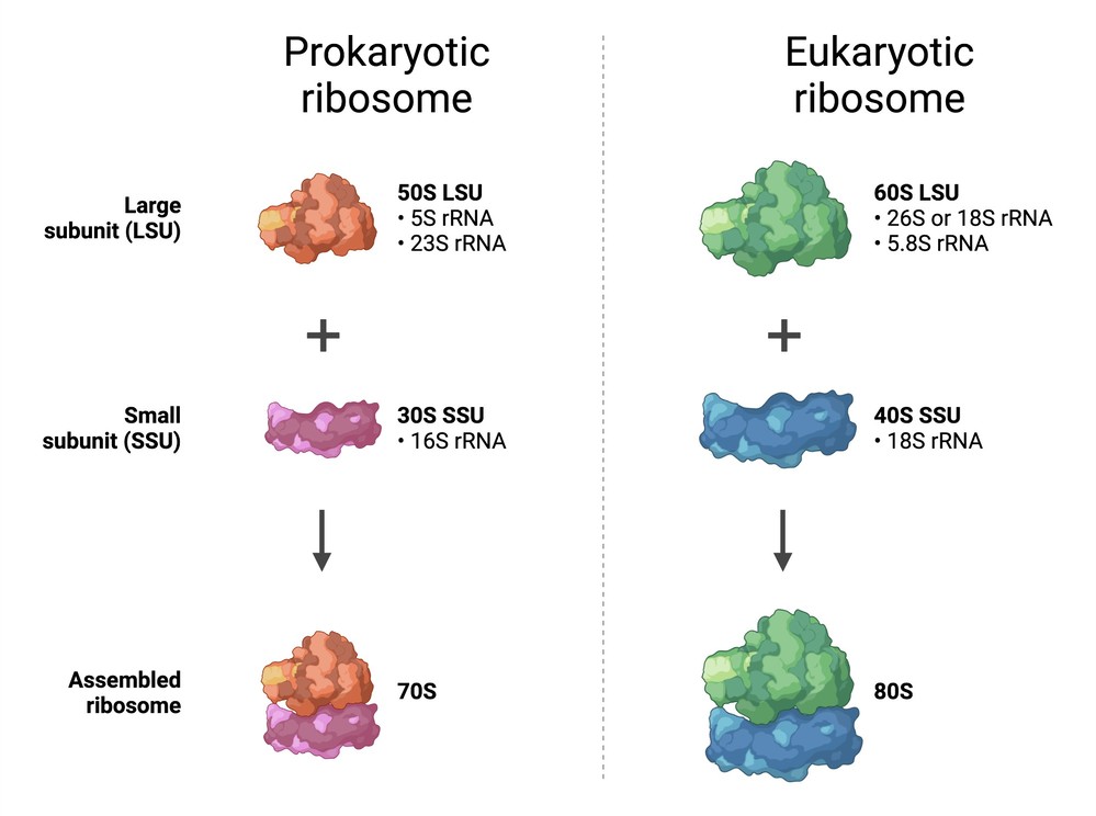 Components of the prokaryotic and eukaryotic ribosome.