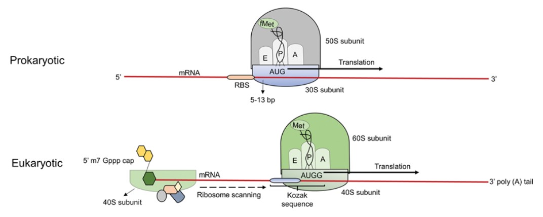 Graphic representation of translation initiation in prokaryotes and eukaryotes.