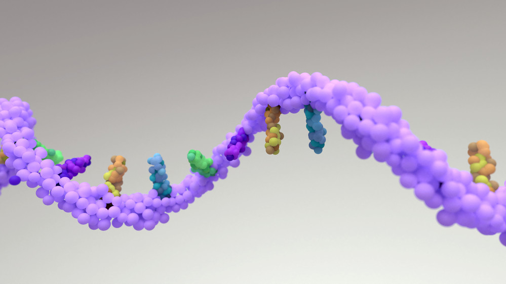 Illustration of a single chain of RNA.