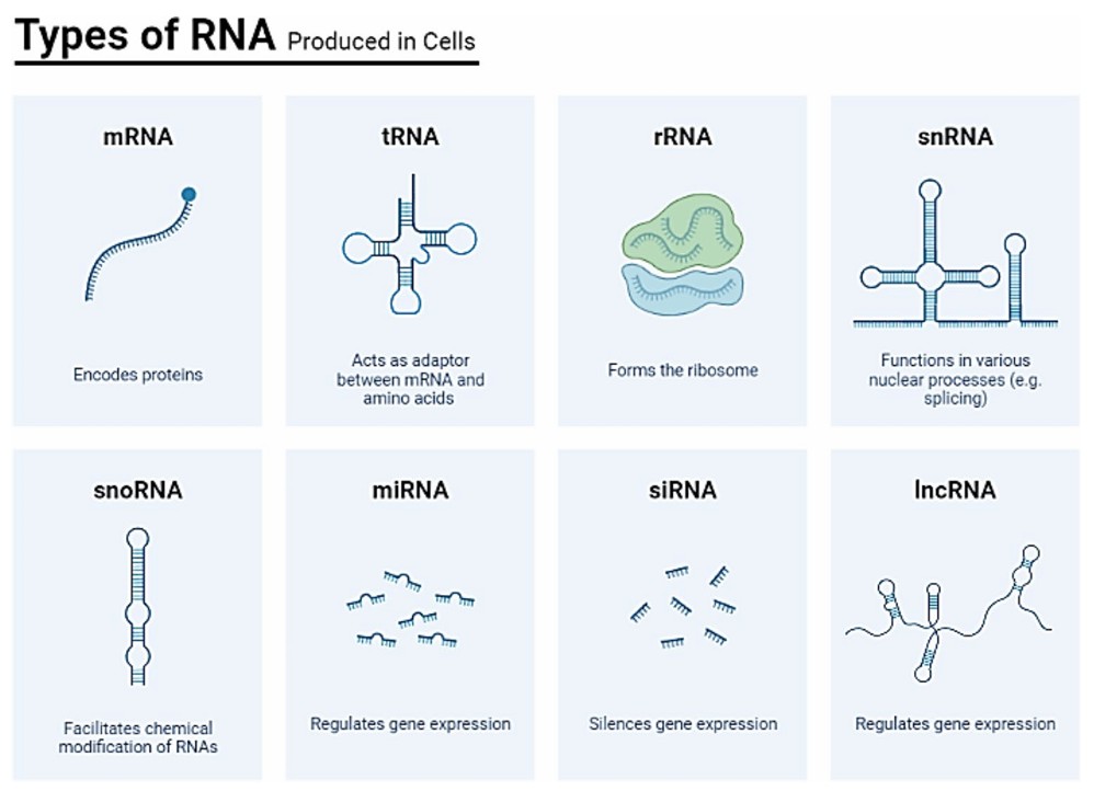 Types of RNA produced in cells: mRNA, tRNA, rRNA, snRNA, snoRNA, miRNA and IncRNA.