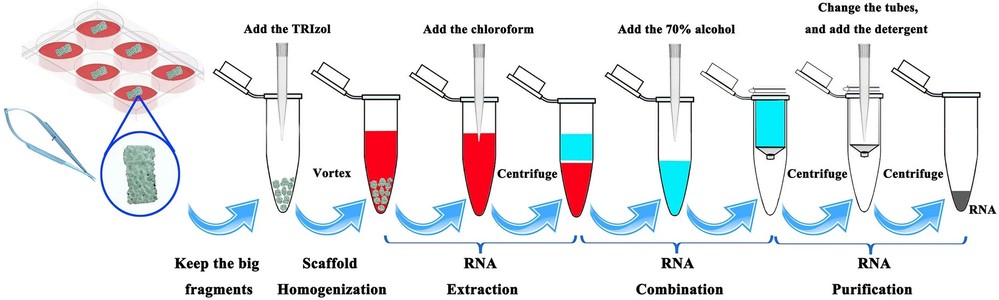 The process of isolating RNA using the TRIzol method.