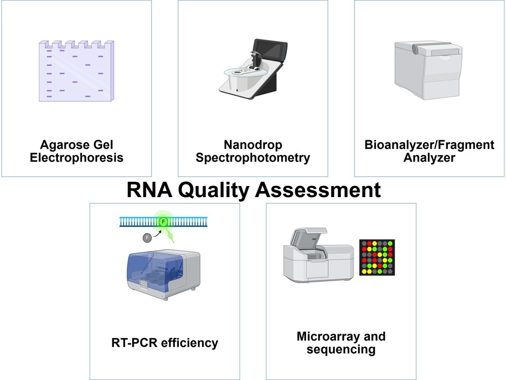 RNA quality assessment techniques include agarose gel electrophoresis, nanodrop spectrophotometry, bioanalyzer/fragment analyzer, RT-PCR efficiency, microarray and sequencing.