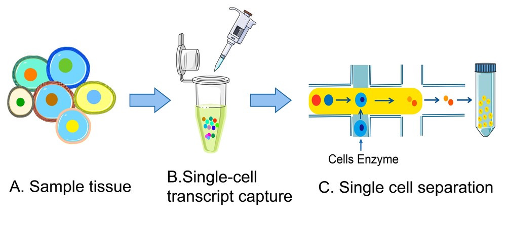 Workflow of single-cell RNA isolation.