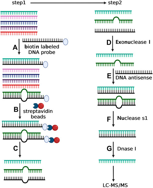 A novel method to purify small RNAs from human tissues for methylation analysis by LC-MS/MS.