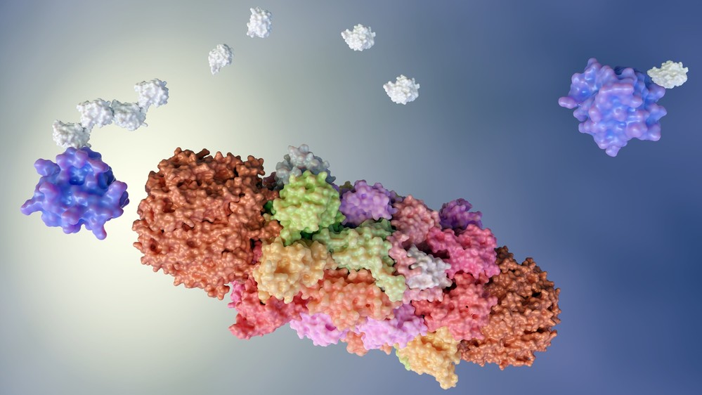 Protein degradation by proteasomes.