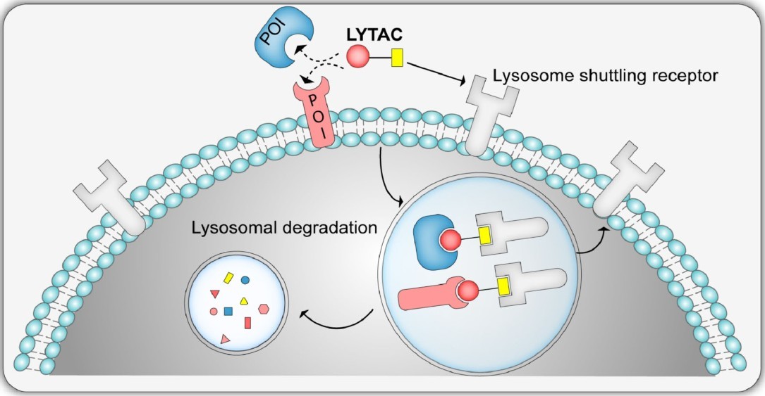 Mechanism of LYTACs (lysosome-targeting chimeras).