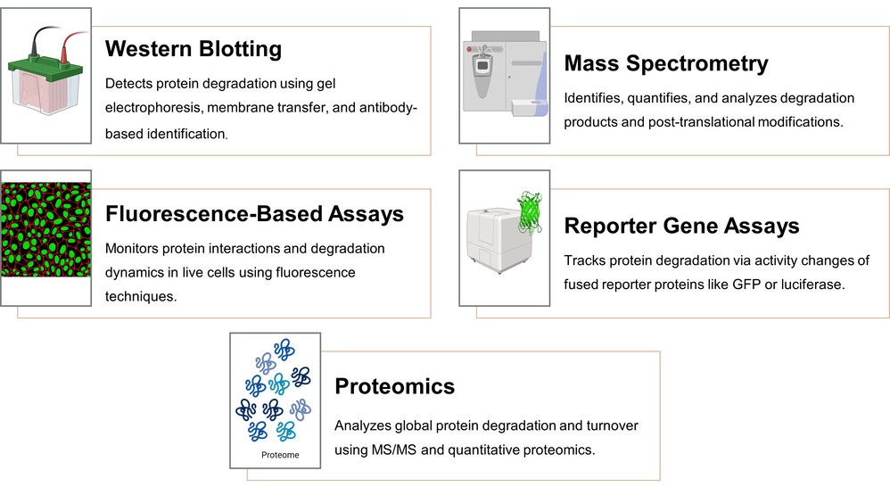 Analytical techniques in protein degradation studies: western blotting, mass spectrometry, fluorescence-based assays, reporter gene assays, and proteomic approaches.