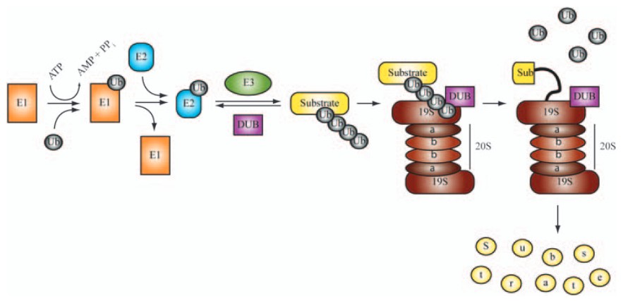 Mechanism of the ubiquitin-proteasome pathway and enzymes involved: E1 (ubiquitin-activating enzyme), E2 (ubiquitin-conjugating enzyme), and E3 (ubiquitin ligase).