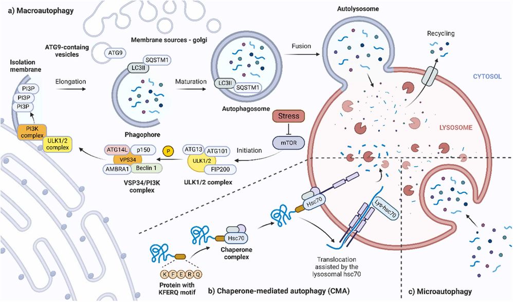 Three types of autophagy: macroautophagy, chaperone-mediated autophagy, and microautophagy.