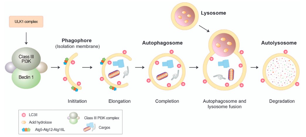 Graphic representation of lysosomal degradation.