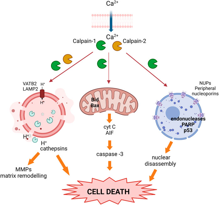 Calpain-mediated processes leading to cell death.