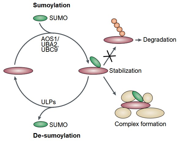 Overview of SUMOylation due to DNA damage.