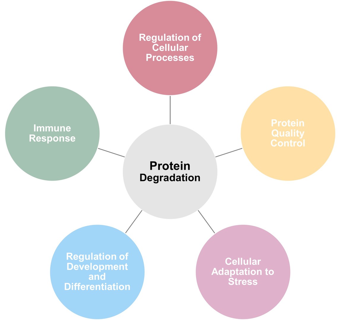 Importance of protein degradation: regulation of cellular processes, protein quality control, cellular adaptation to stress, regulation of development and differentiation, and immune response.