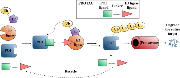 Mechanism of PROTACs (proteolysis targeting chimeras).