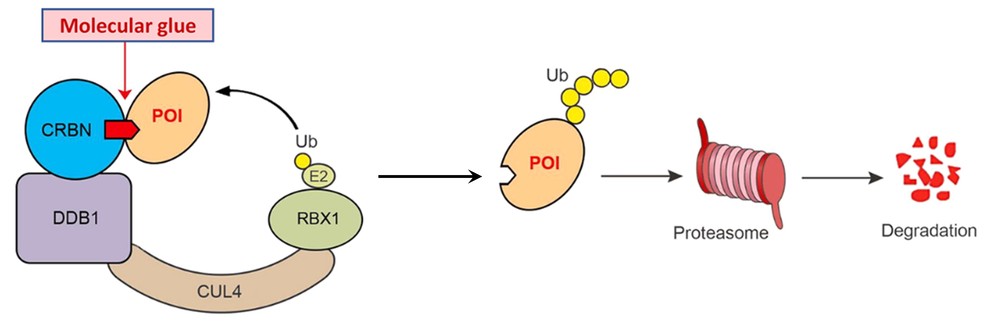 Mechanism of molecular glues.