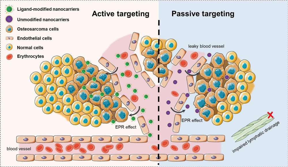 Overview of active targeting and passive targeting of nano-delivery system in anti-tumor therapy.