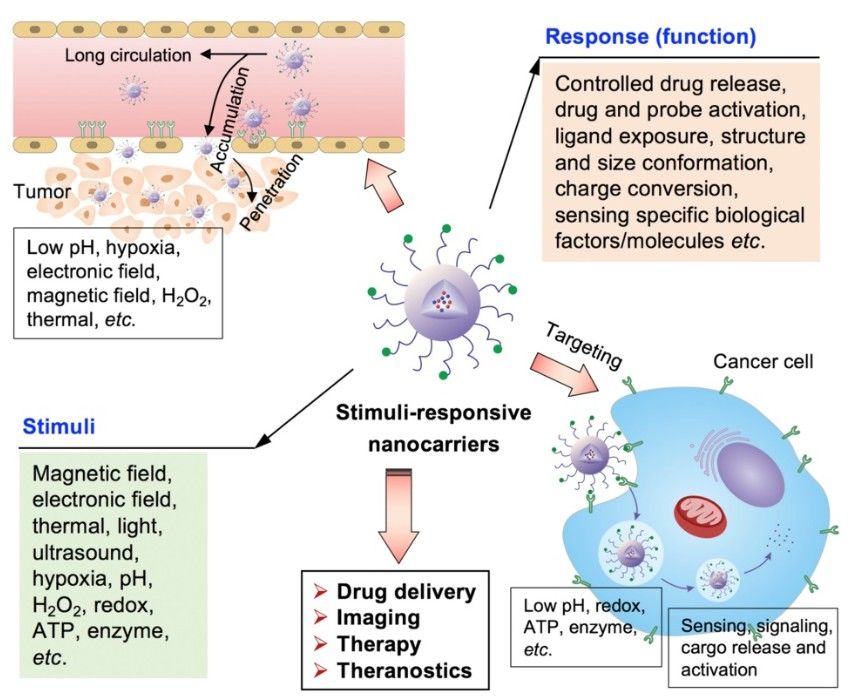 Overview of stimulus-responsive targeting from stimulus to response