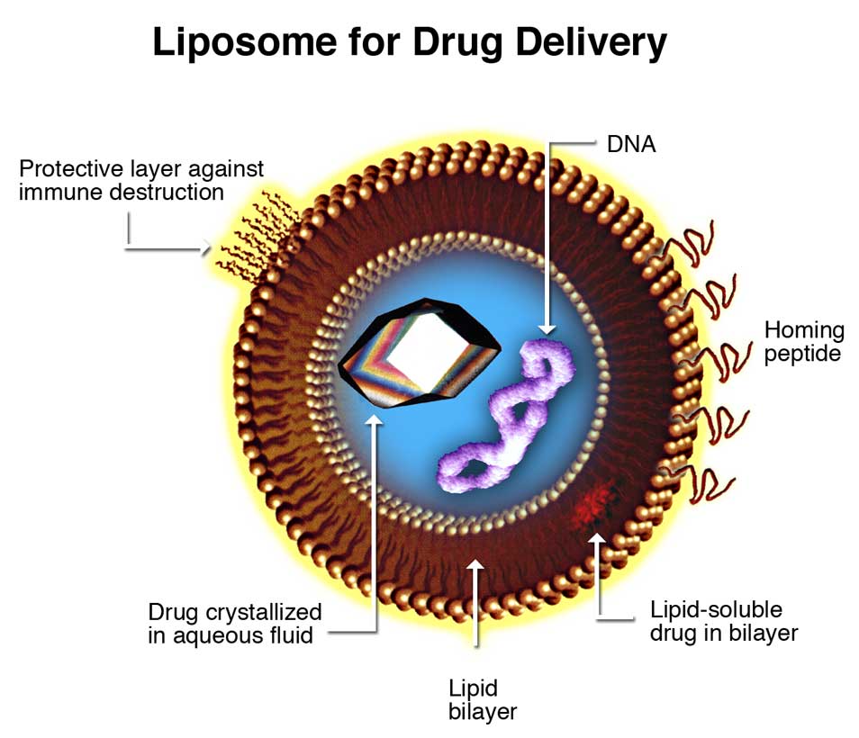 Graphic illustration of liposome for drug delivery.