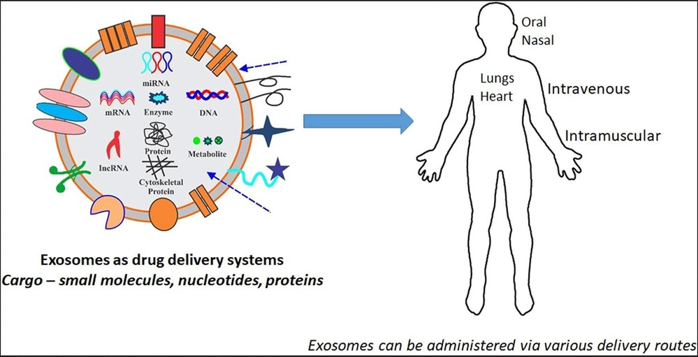 Structure of exosomes as drug delivery systems and their delivery routes.