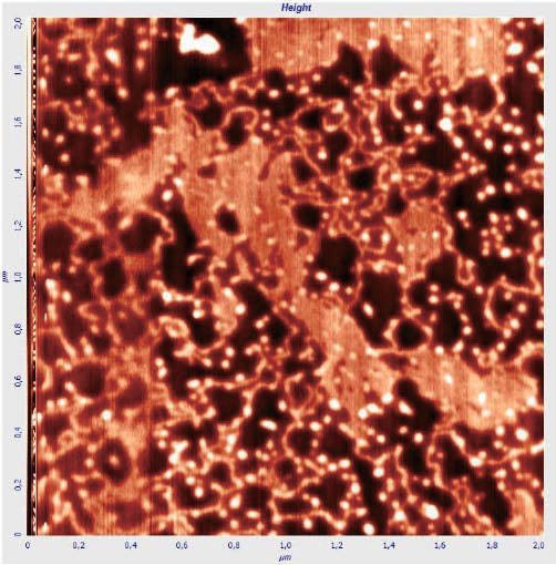 High resolution of atomic force microscopy (AFM) with DNA sample.