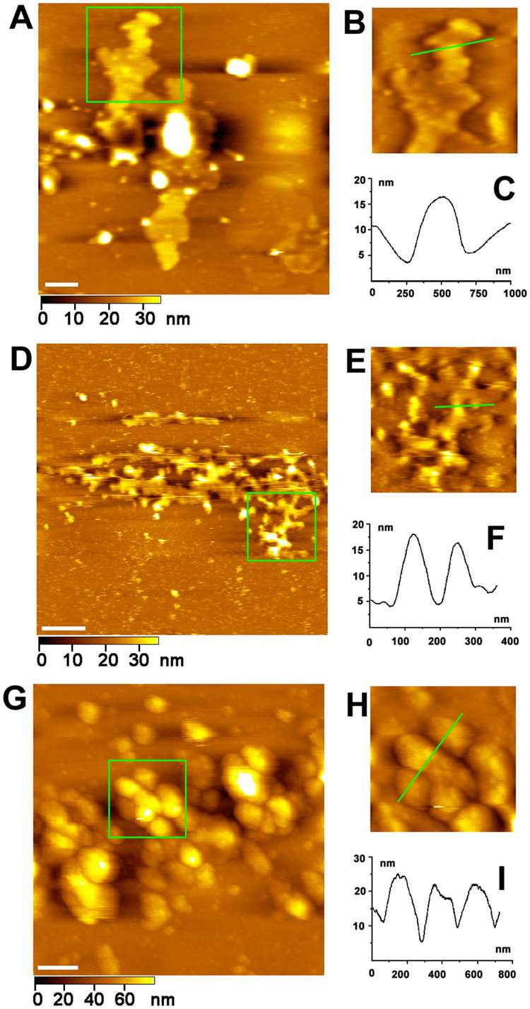 The asymmetric structure of Golgi apparatus membranes revealed by in situ atomic force microscope.